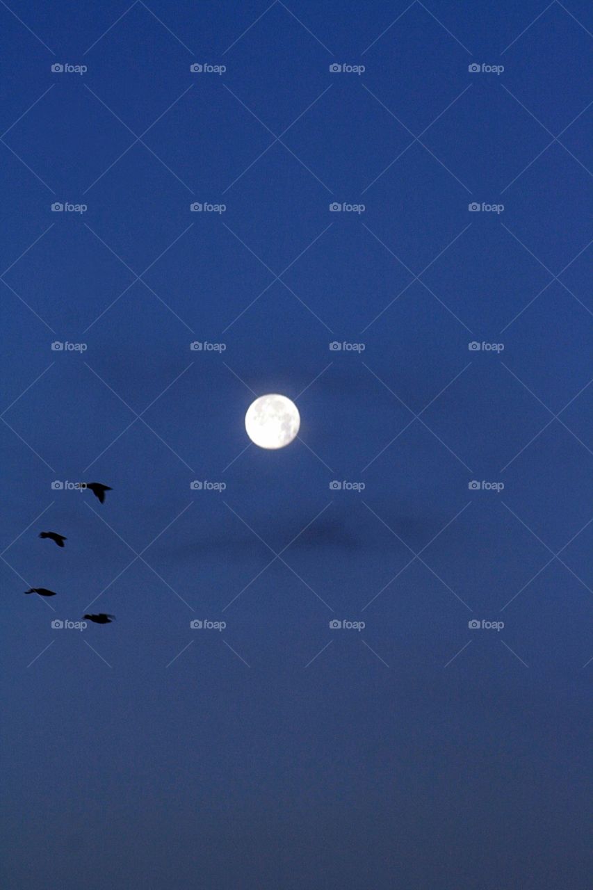 Full Moon. Full moon with birds