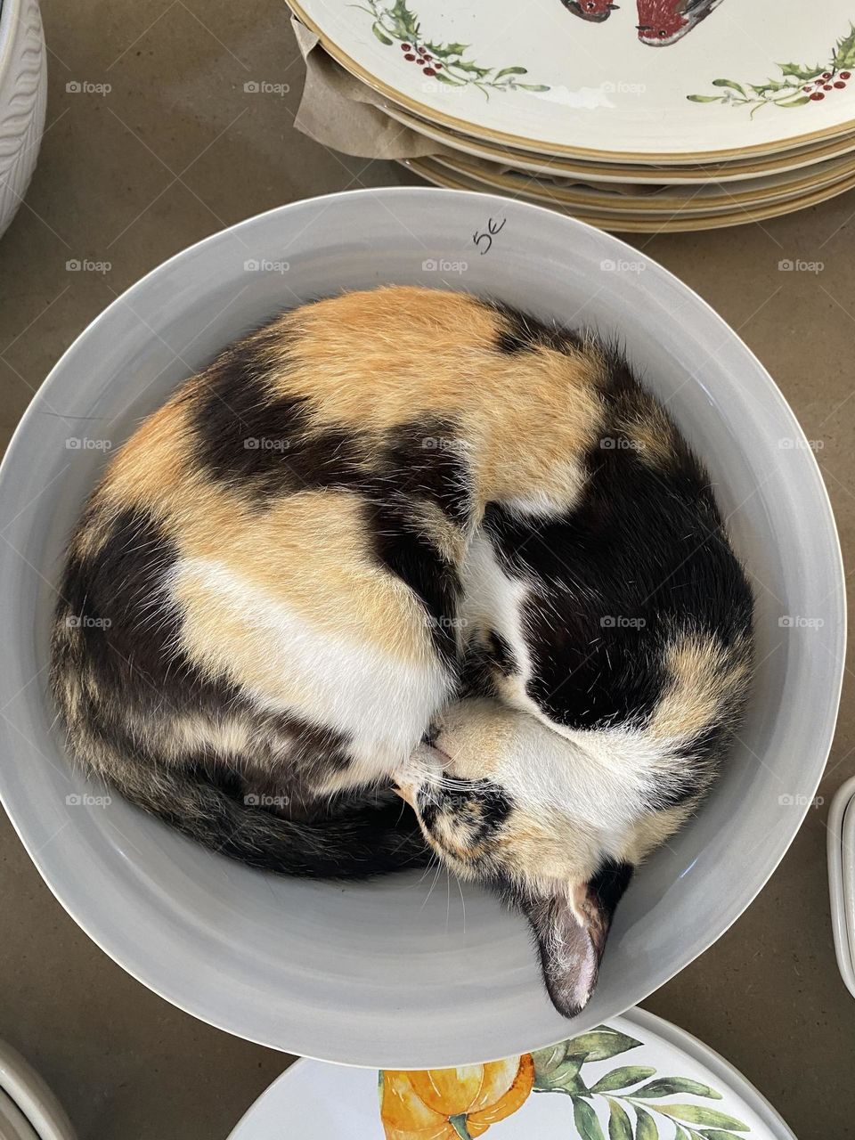 Cat sleeping in bowl