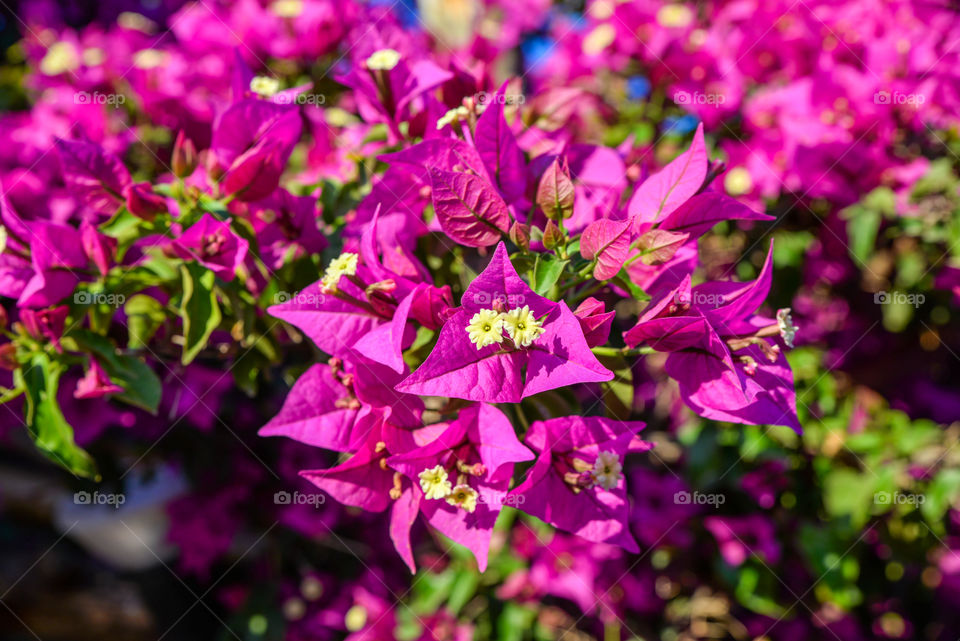 Close-up of bougainvillea plant