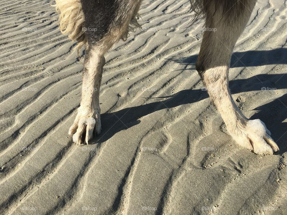 Dogs hind legs on sandy beach at seashore