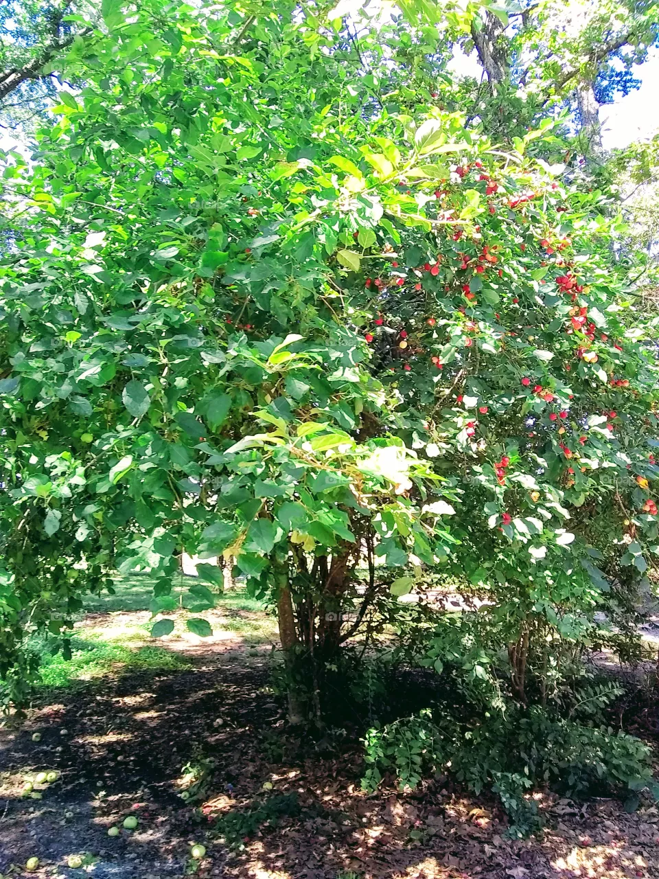 Apple tree