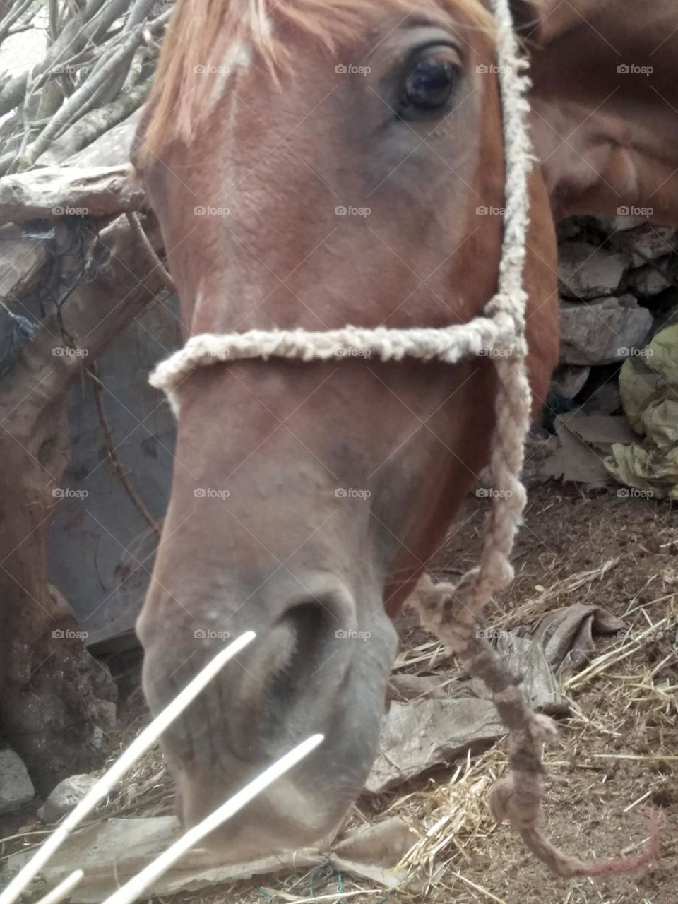 Beautiful brown horse looking at camera.