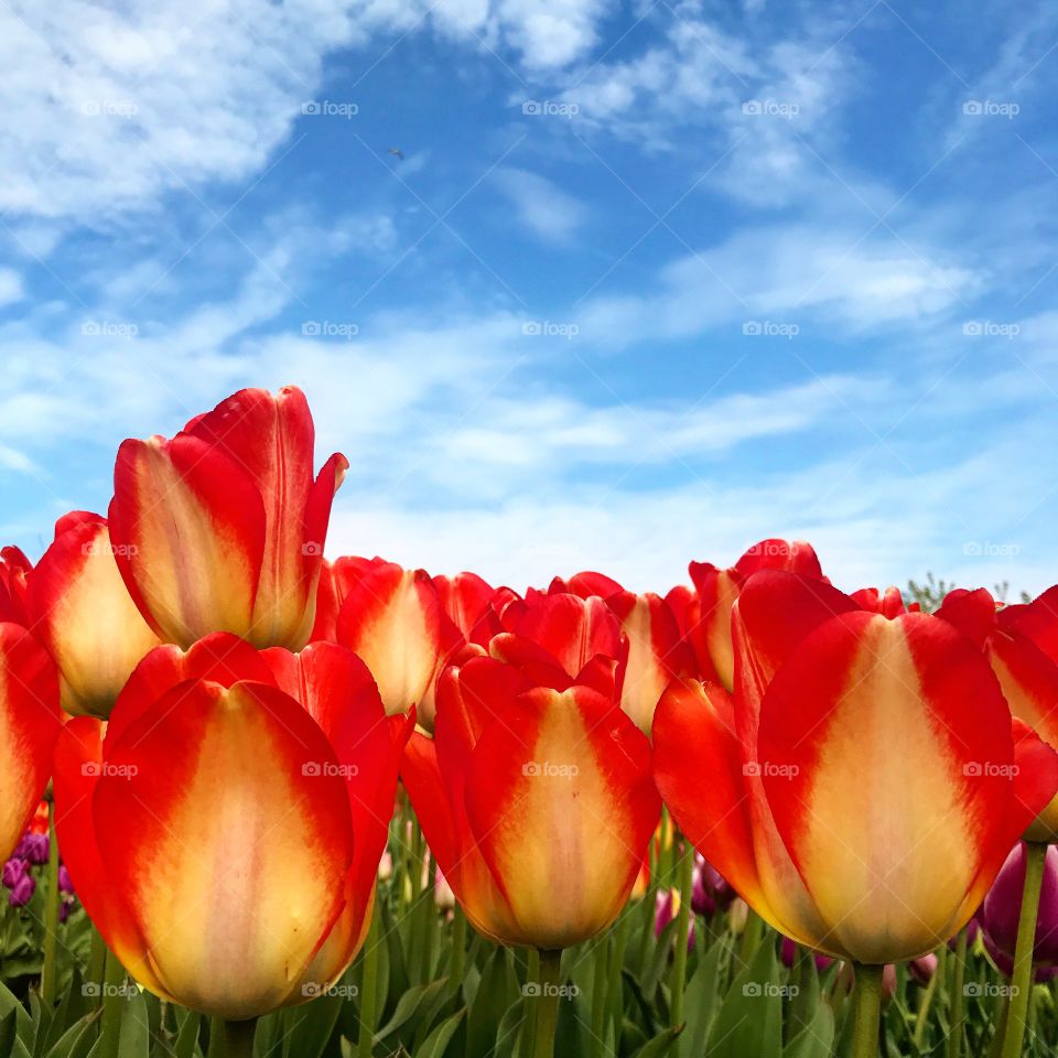 Tulips