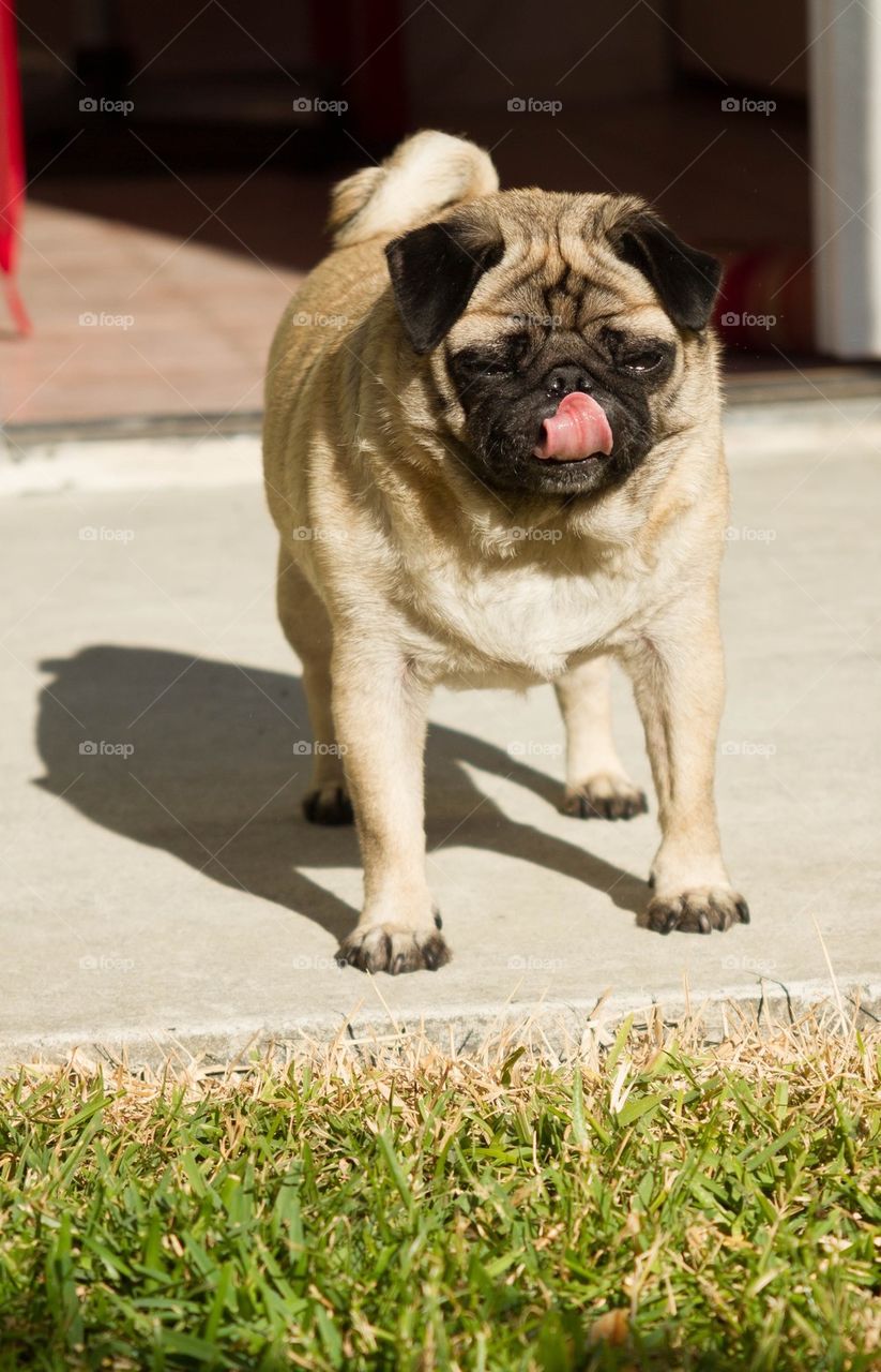 Cute Pug