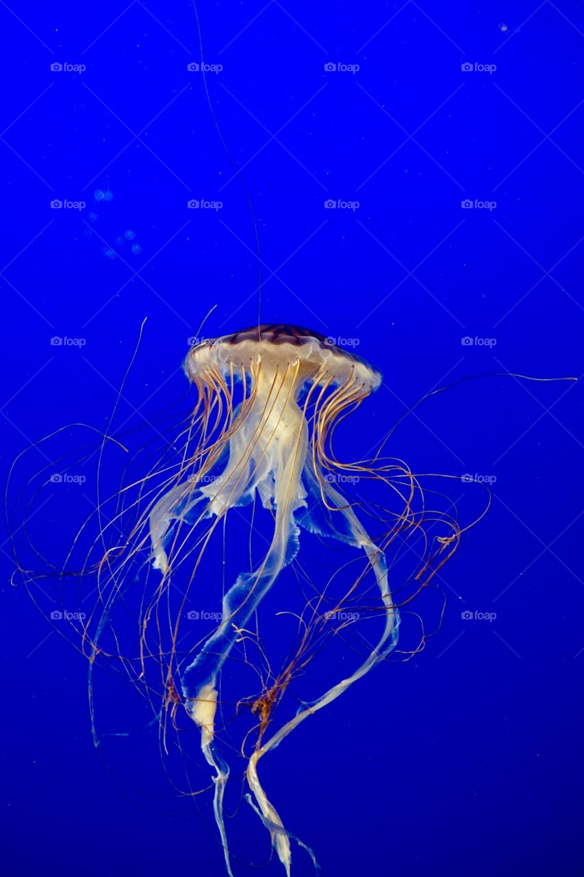 Jelly fish I love these things. 