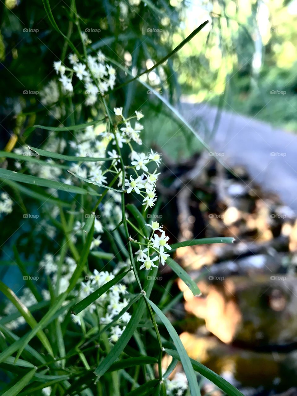 Flower of Asparagus racemosus aka Hathawariya