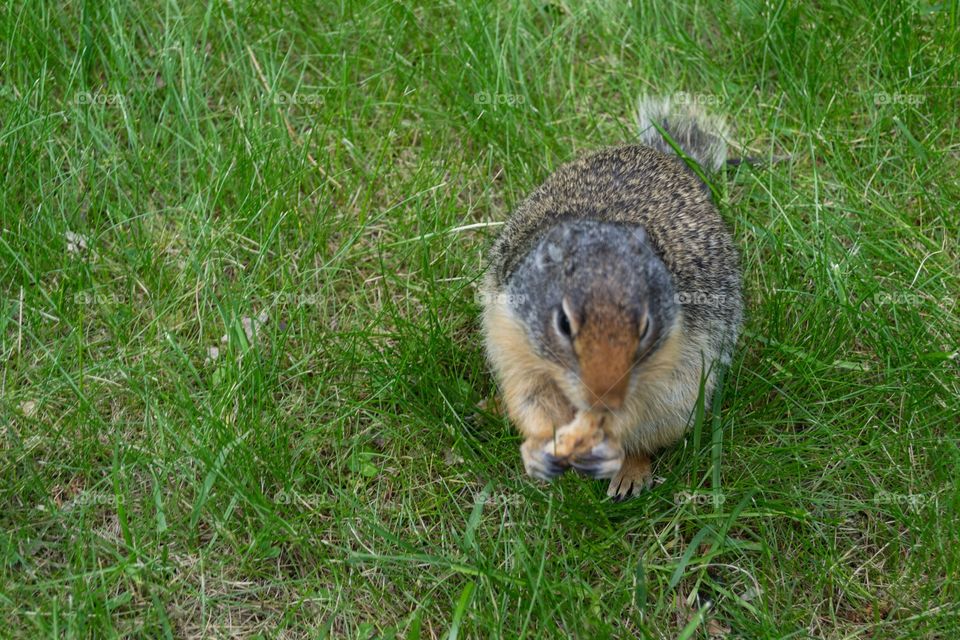 Groundhog Squirrel prairie dog in a Meadow in the Rocky Mountains in Alberta Canada