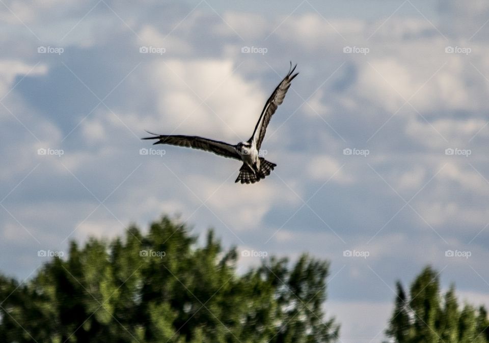 Osprey flight 