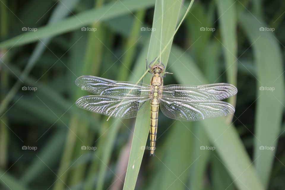 Dragonfly