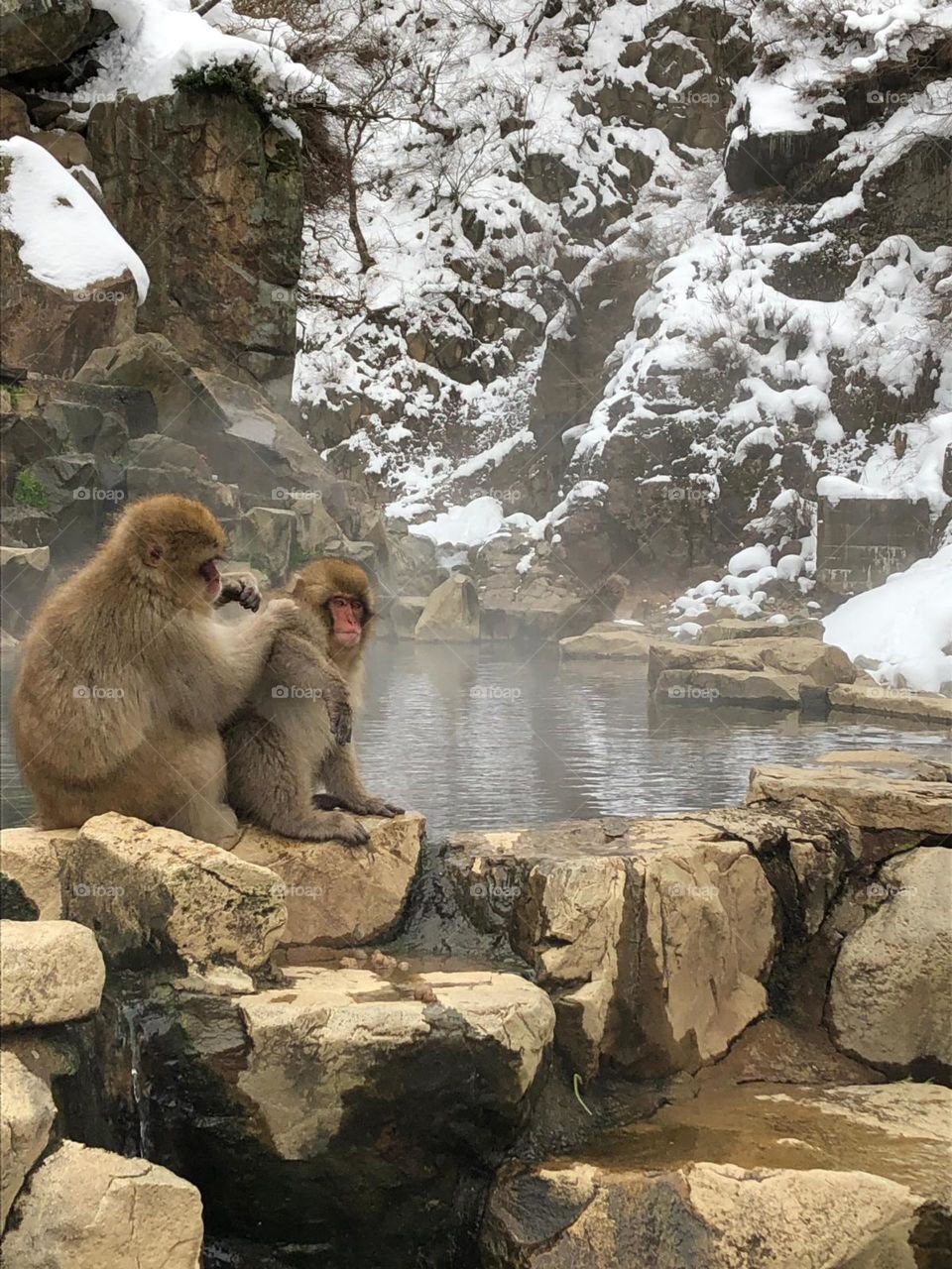 Monkeys in the natural hot tub.