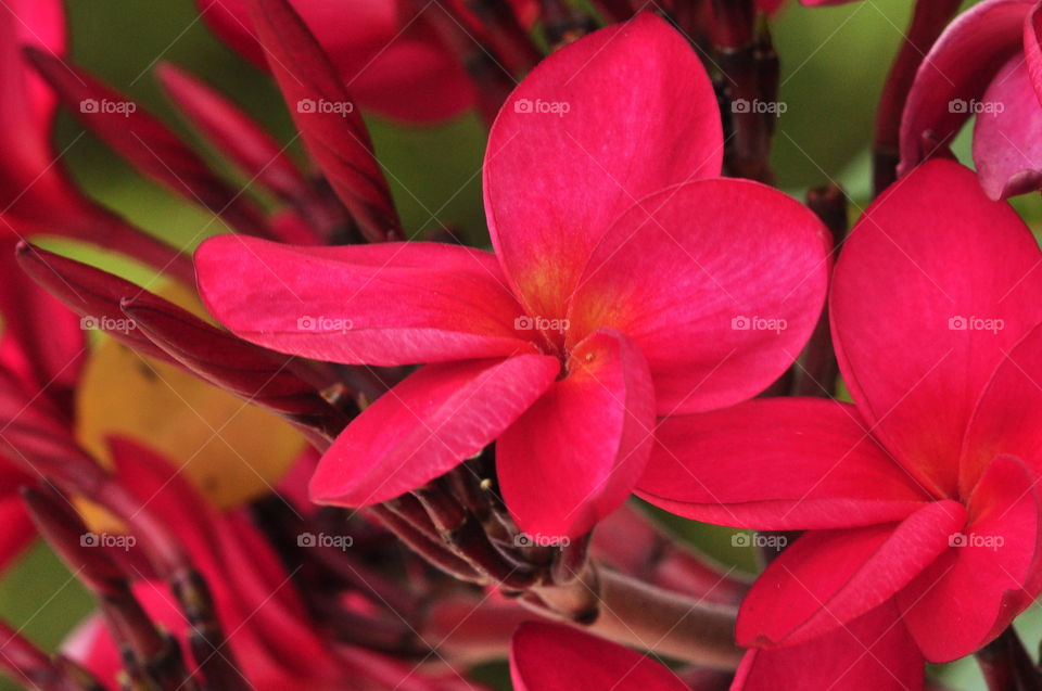 Pink frangipani flower 
