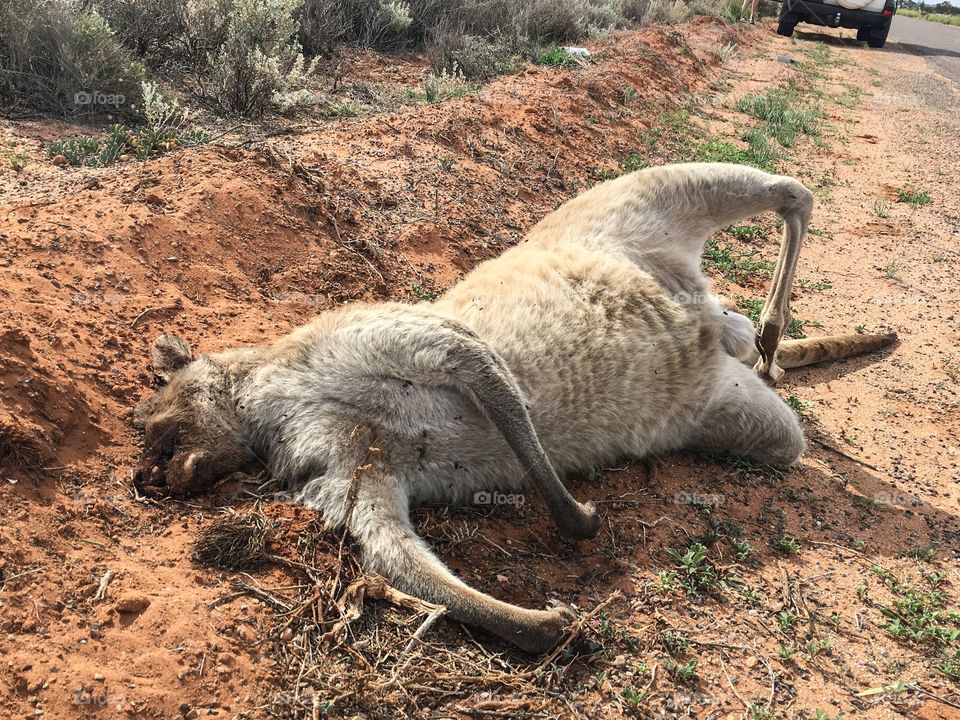 Dead kangaroo roadkill south Australia 