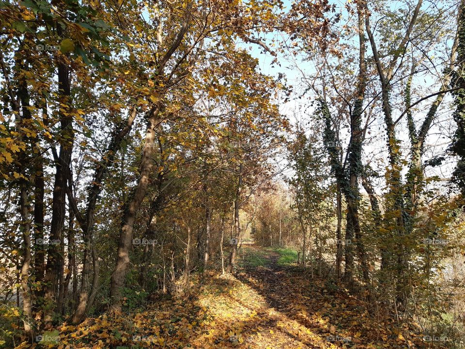 wood in Autumn with yellow trees