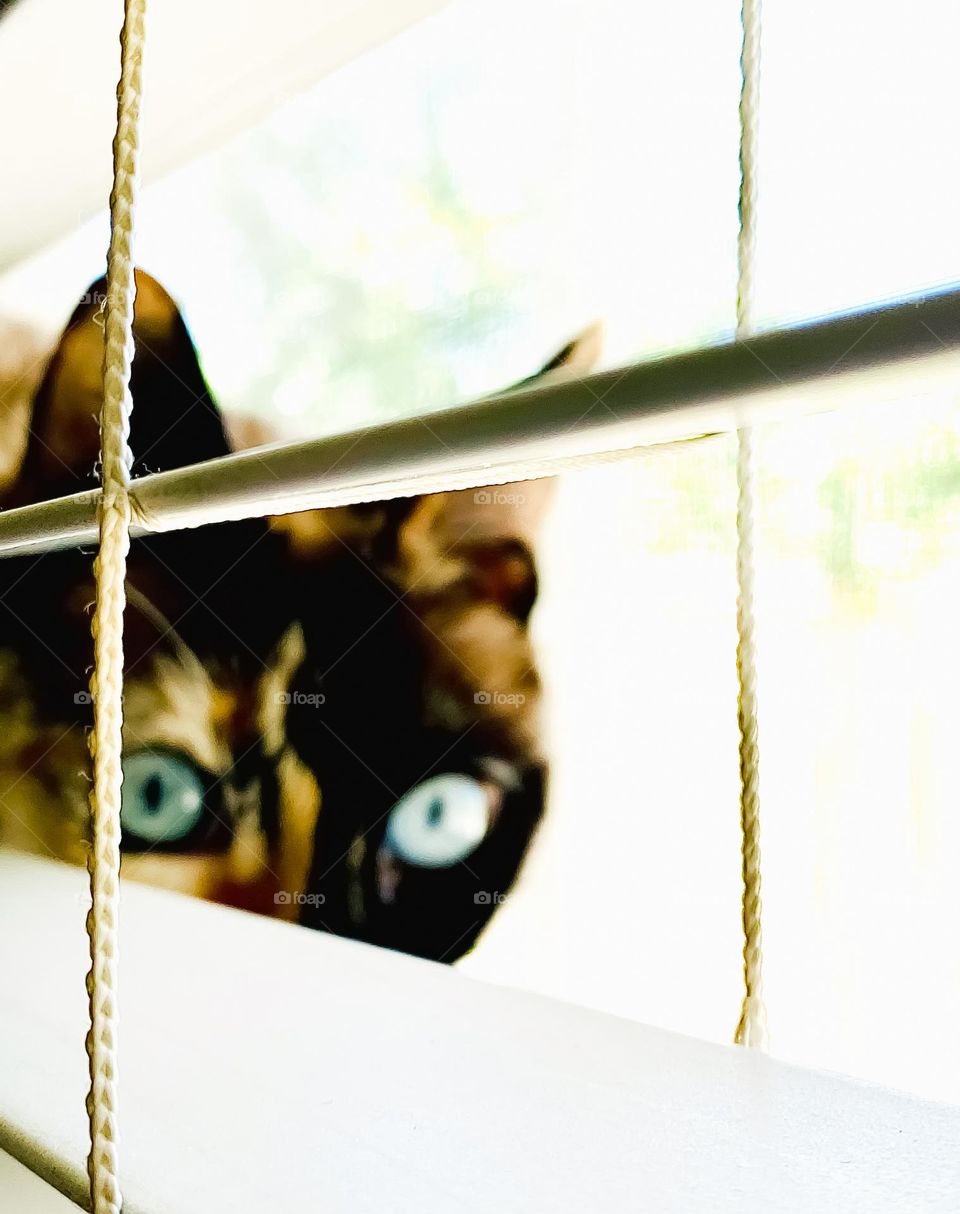 Cat peeking through the window blinds