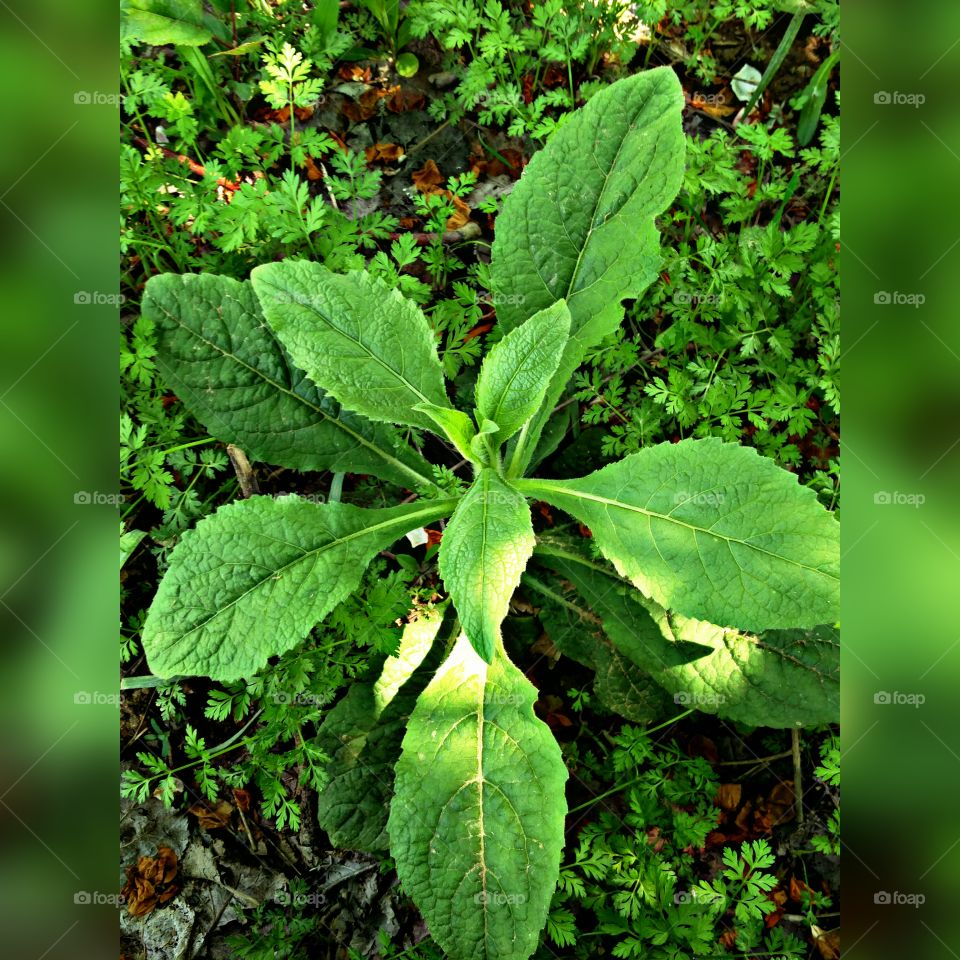 natural beauty 
📸 Muneeb bhat