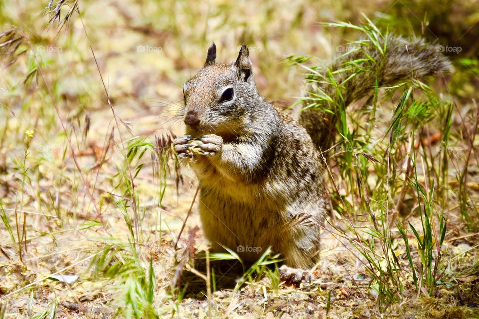 Squirrel up close eating a grape 