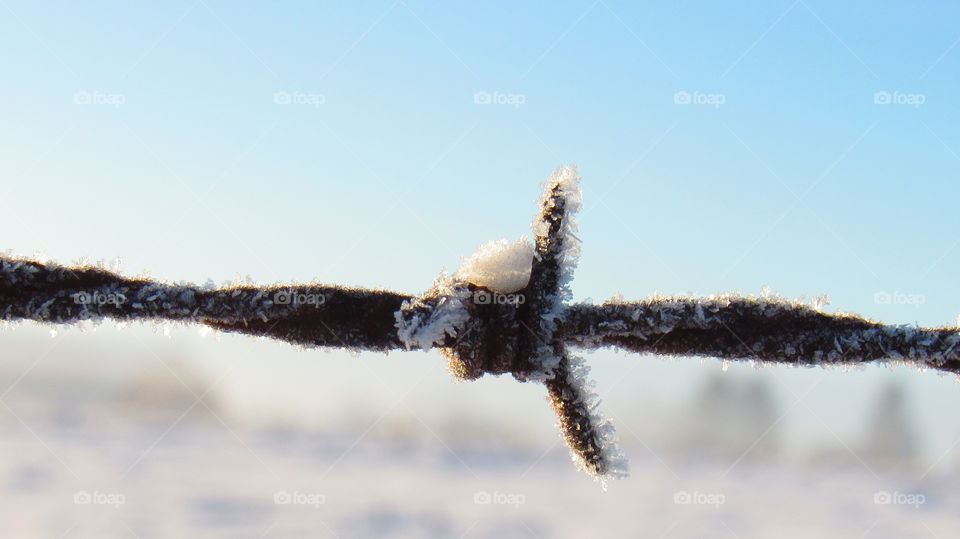 Frosty barb wire 