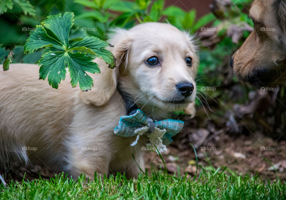 Remy the Champagne Dachshund hides in the bushes