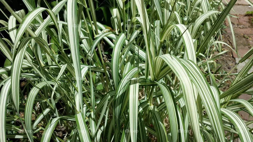 grass