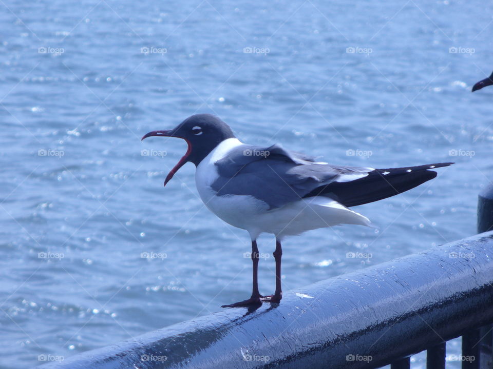 A sea bird with its mouth open on a railing
