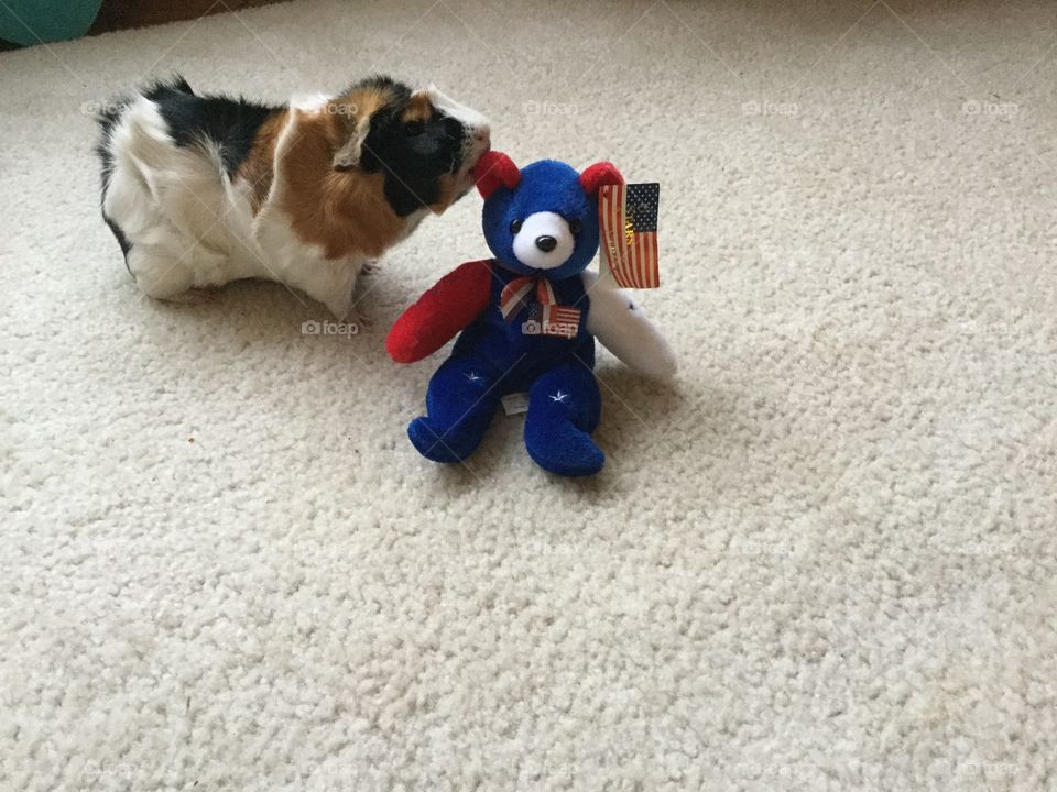 Dog, No Person, Toy, Cute, Canine