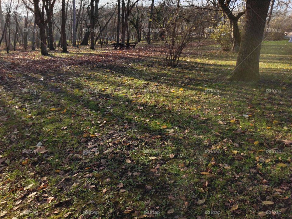 Belgrade Serbia Topcider park autumn leafs