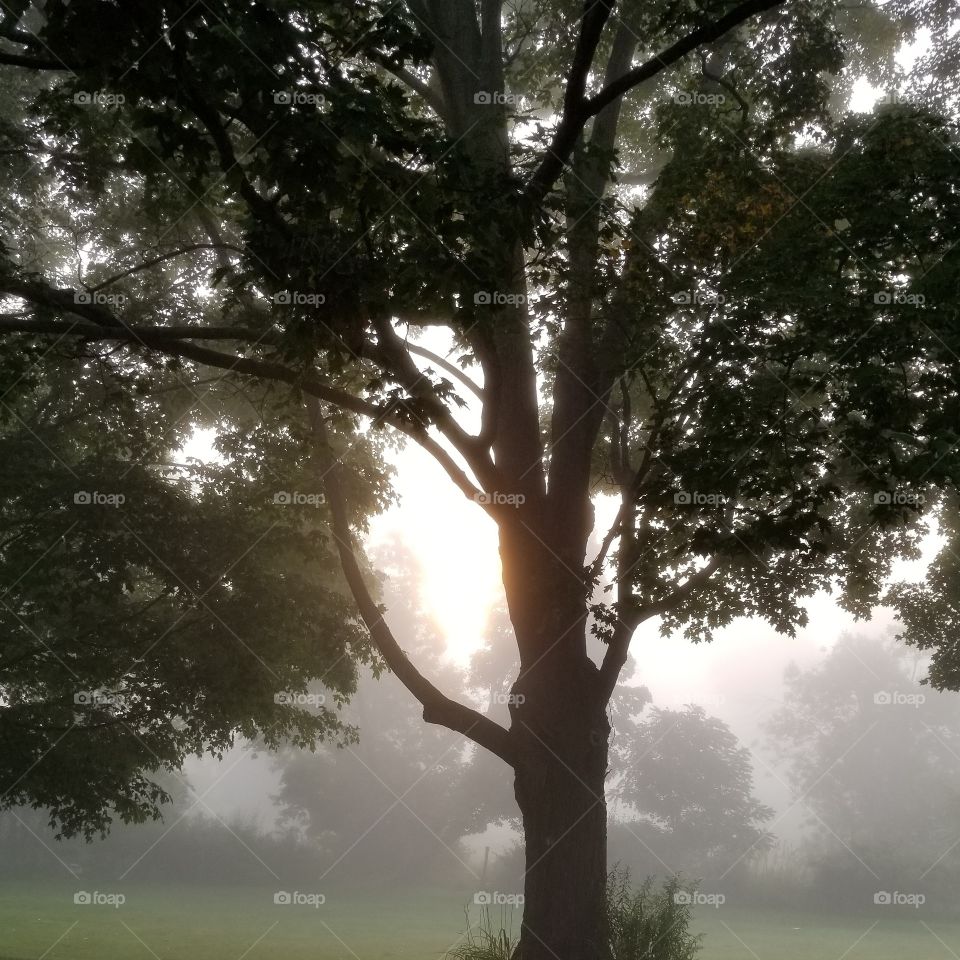 Tree, No Person, Nature, Outdoors, Landscape