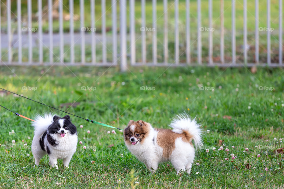 Two pomeranians at the walk in the park