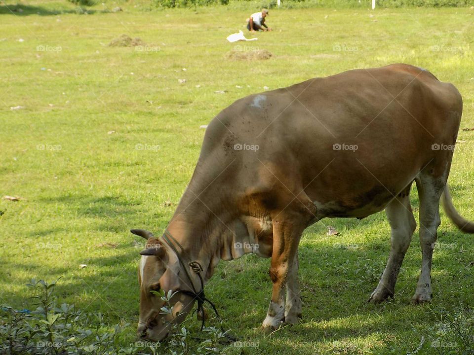 Looking for grass in the field to feed the beloved cow