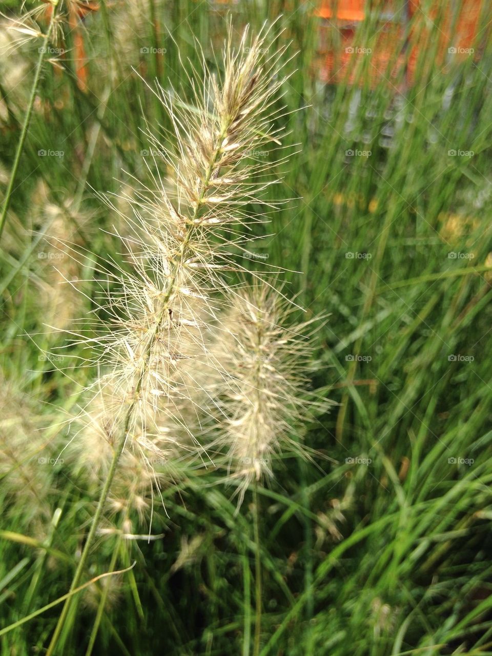 Sea grass on field