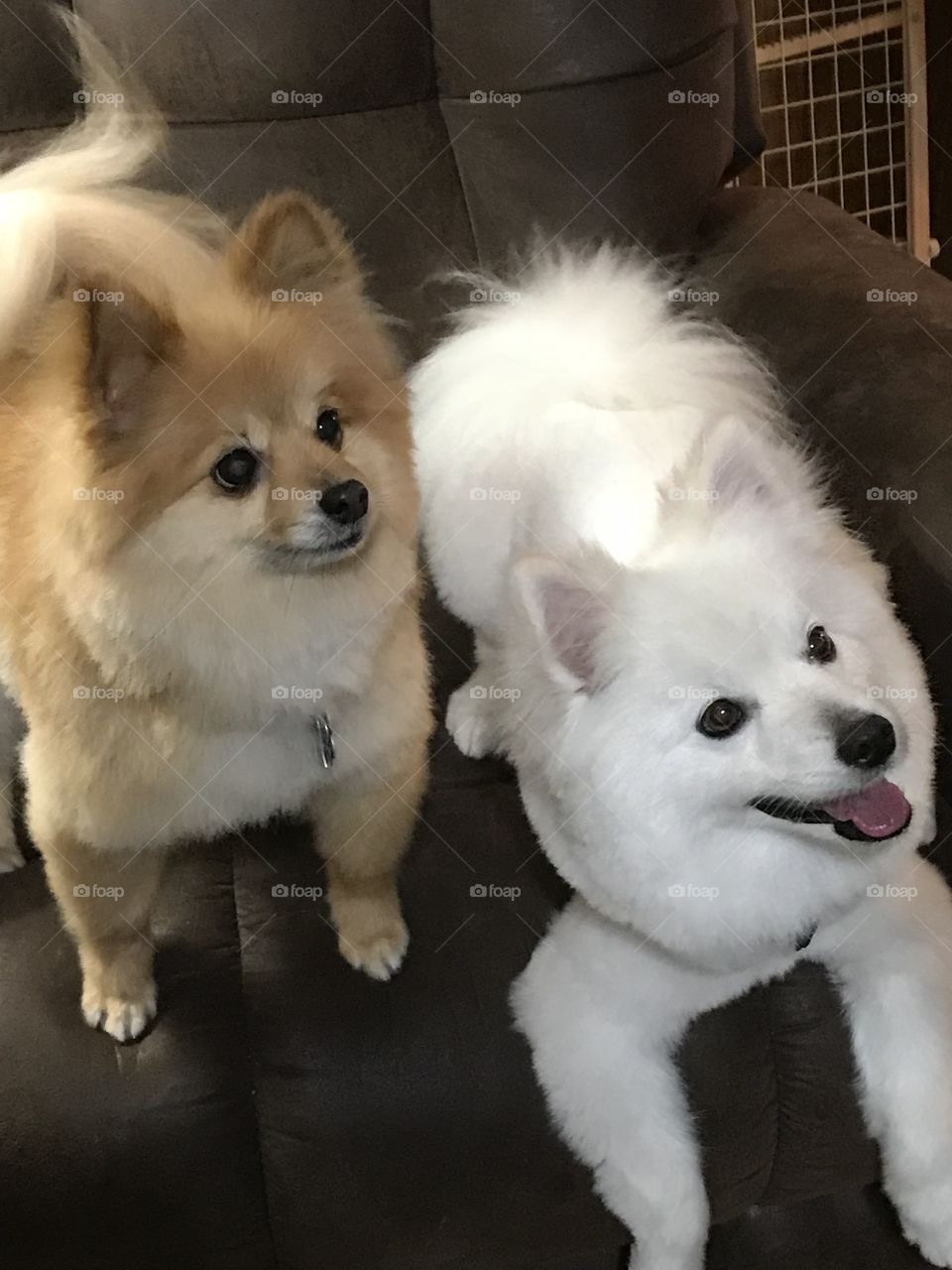 Freshly groomed red Pomeranian and white miniature American Eskimo dogs sitting together in a recliner