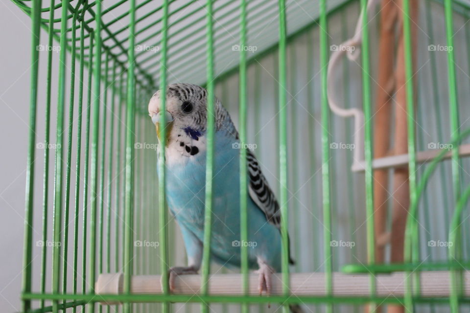 Wavy parrot of the color of the sea wave.