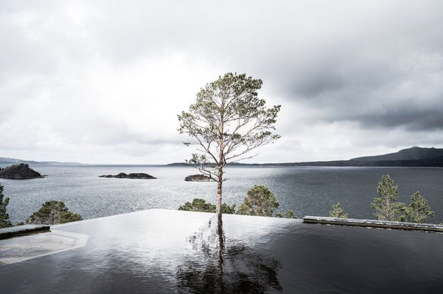 Lonely Tree