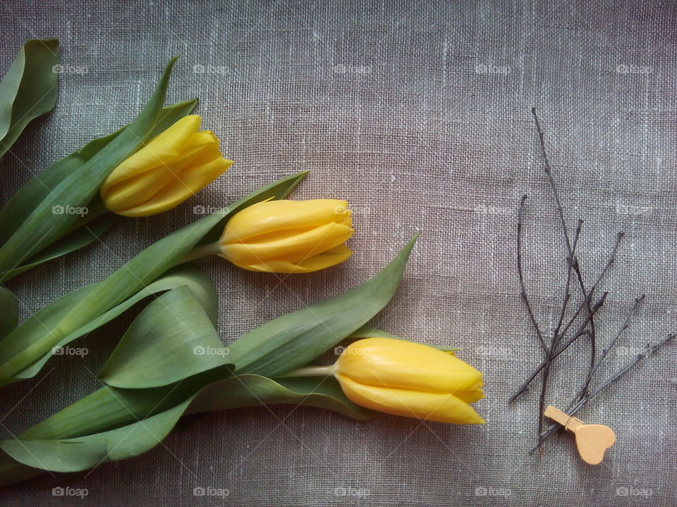 No Person, Leaf, Nature, Still Life, Health