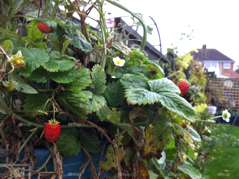 Berries in Nov. Late autumn berries