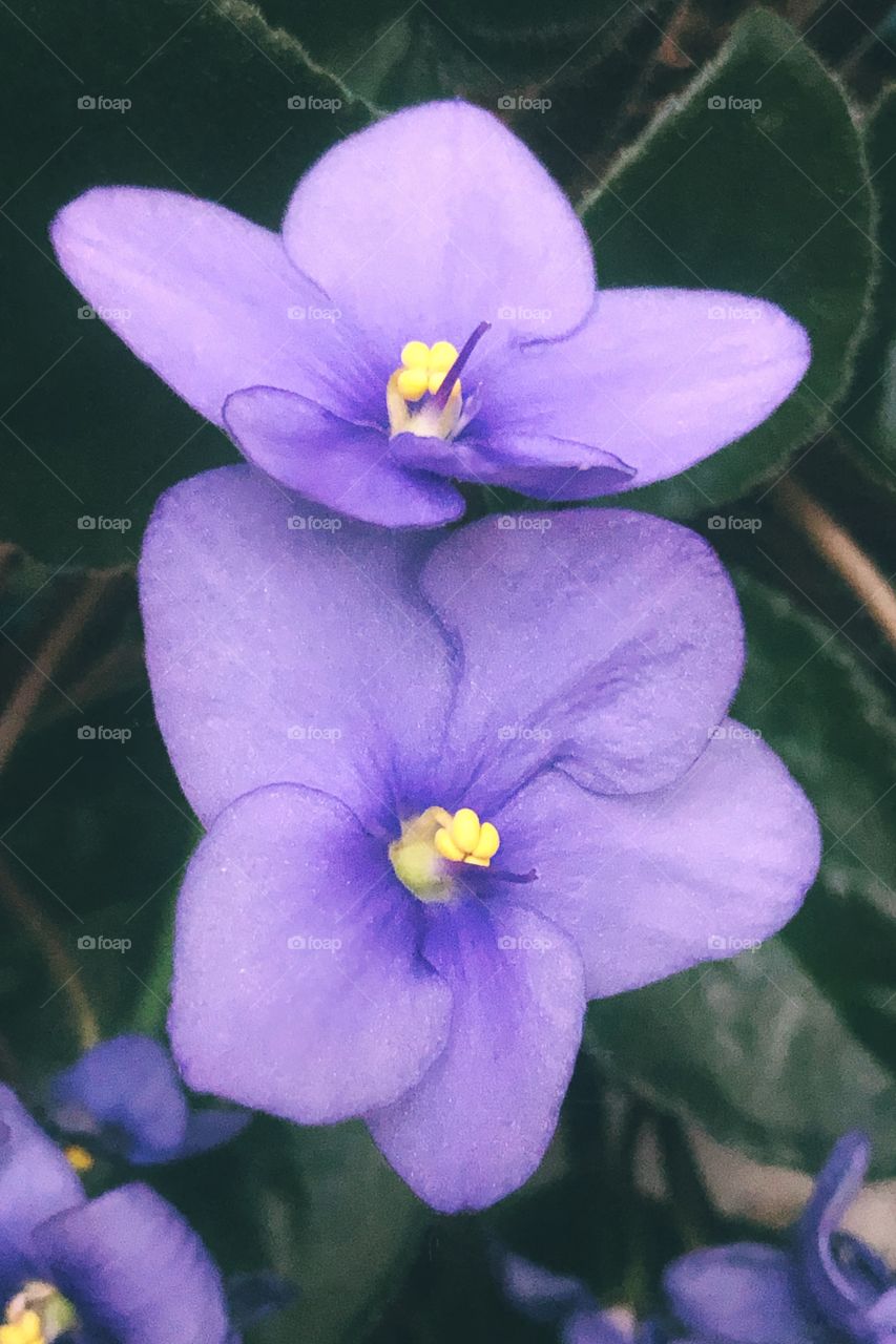 African Violet
