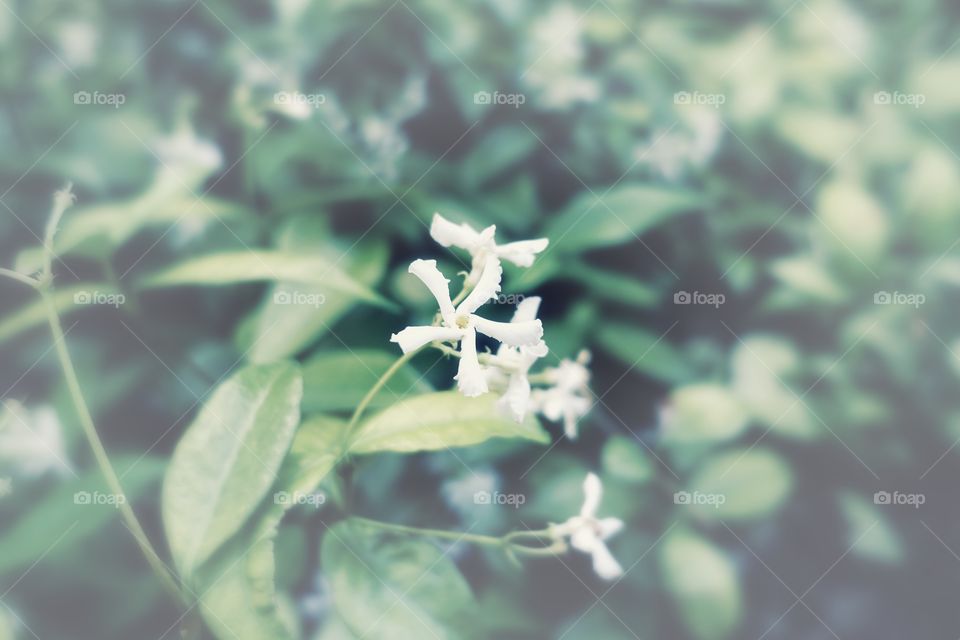 Jasmine flowers in the garden.