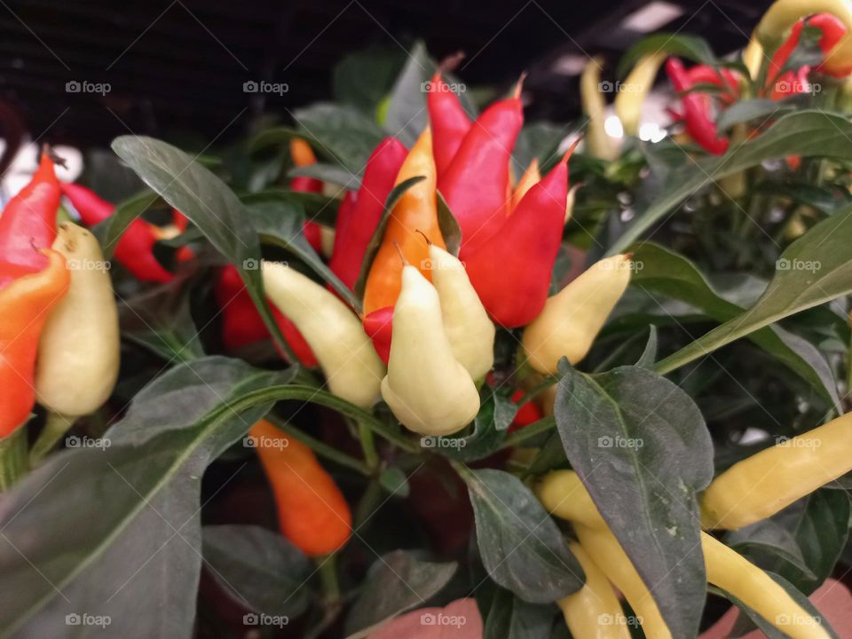 Pimenta karneval Yellow , cultivada em pequenos vasos, a planta tornou-se objeto de decoração de ambientes interiores muito apreciada, pela versatilidade de cores