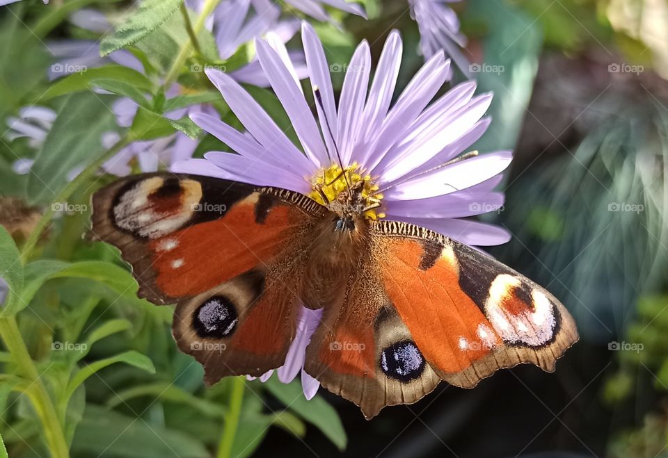 Schmetterling butterfly Pfauenauge