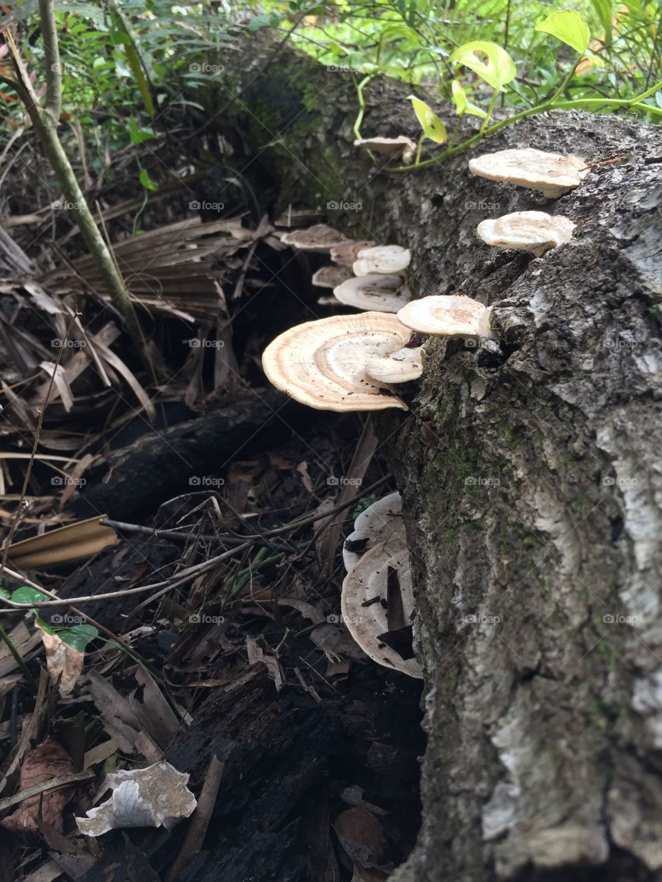 New year, new start. I want to be more in tune with the great outdoors this Jan2018, that’s my greatest New Year Resolution.  A Fairy Staircase.