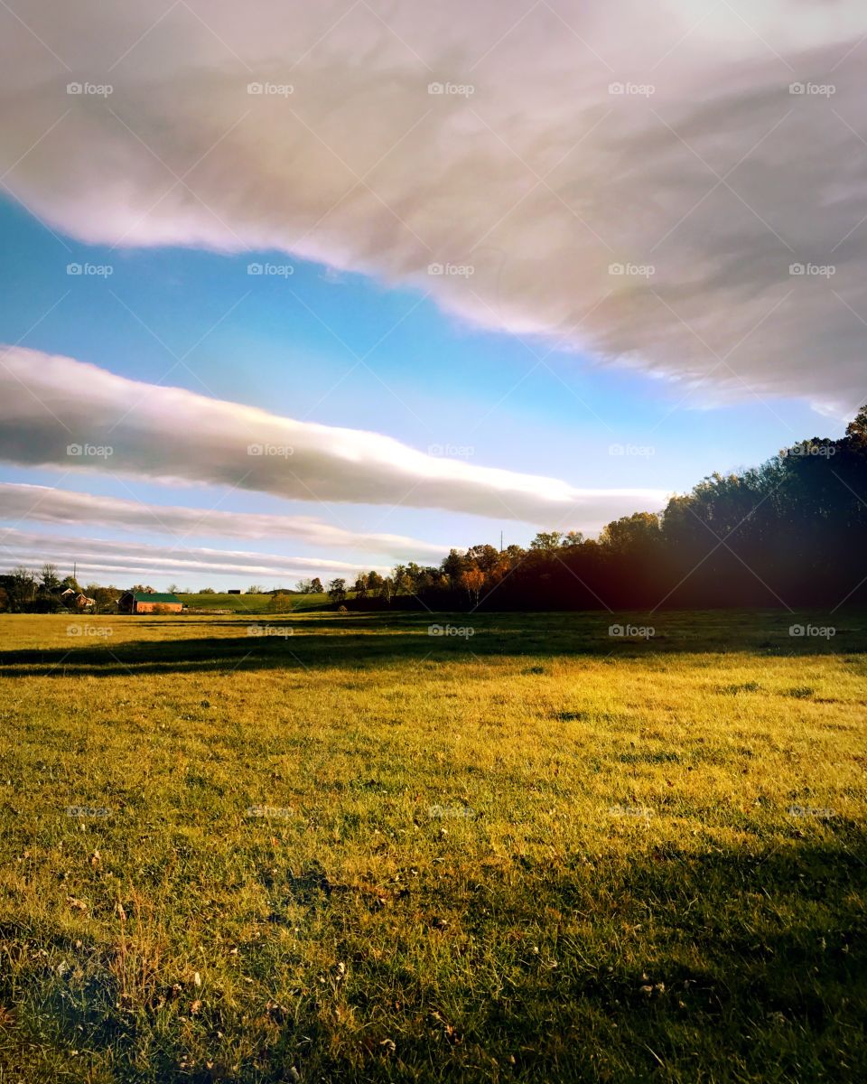 Beautiful day in a field