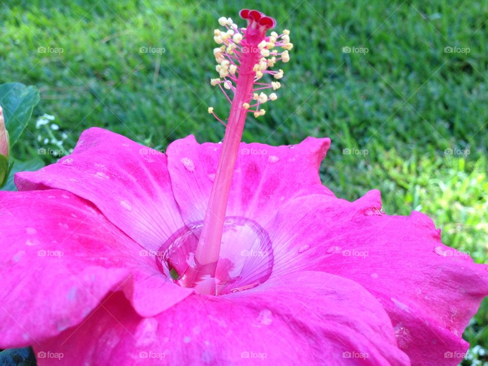 Tropical flower