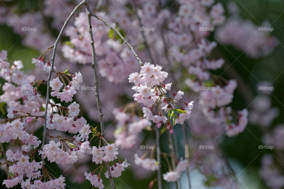 Shidarezakura or weeping cherry blossoms