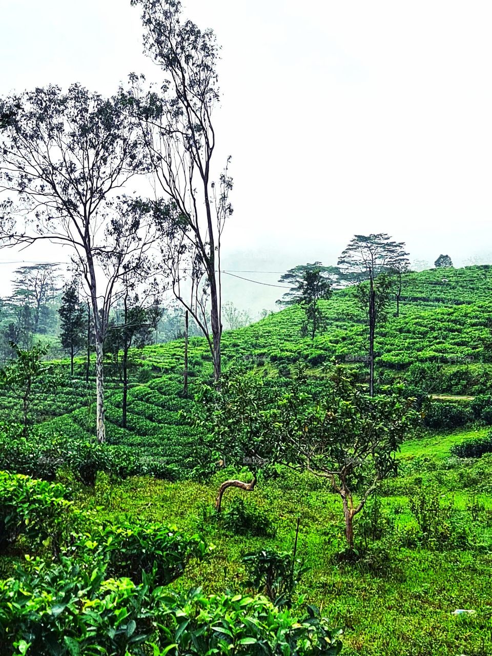 Hill Station at munnar