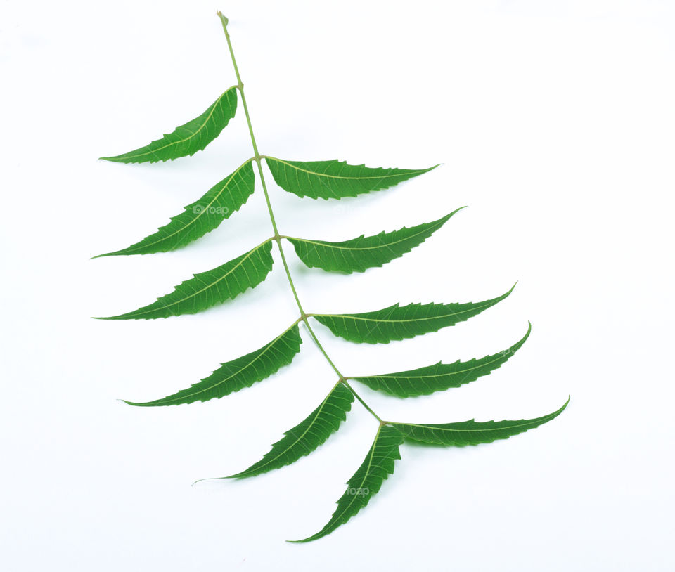 Indian medicinal neem leaf