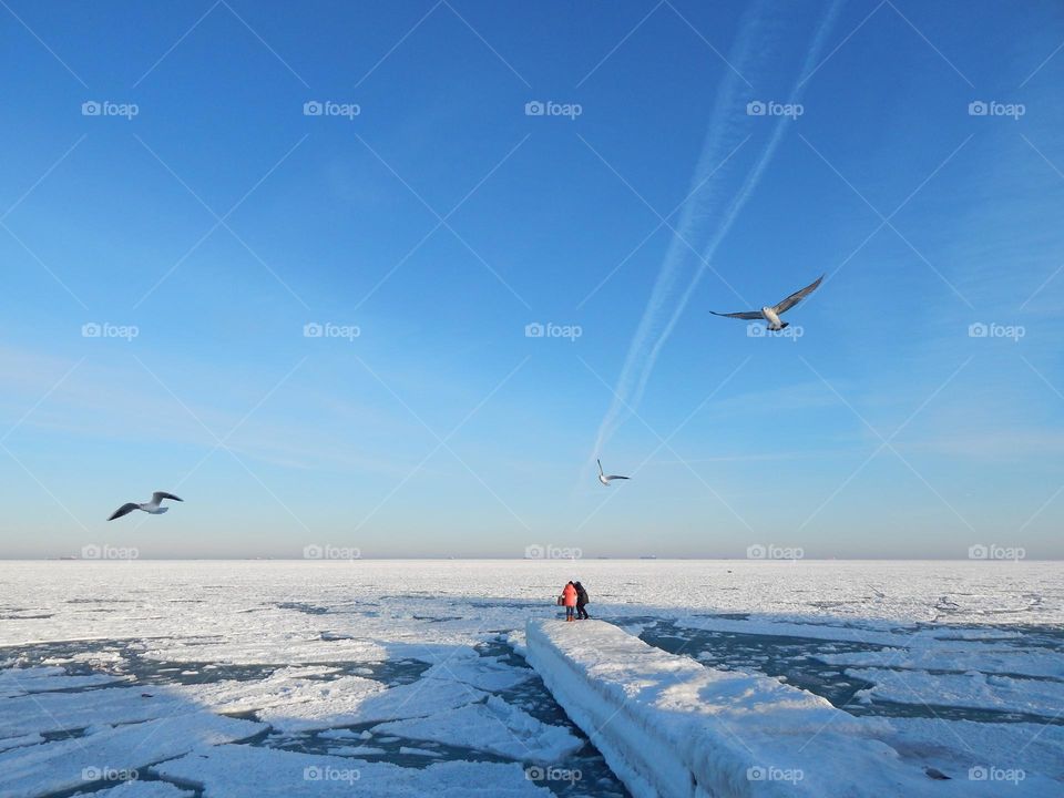 Seagulls people on pier frozen sea ice winter seaside coast 