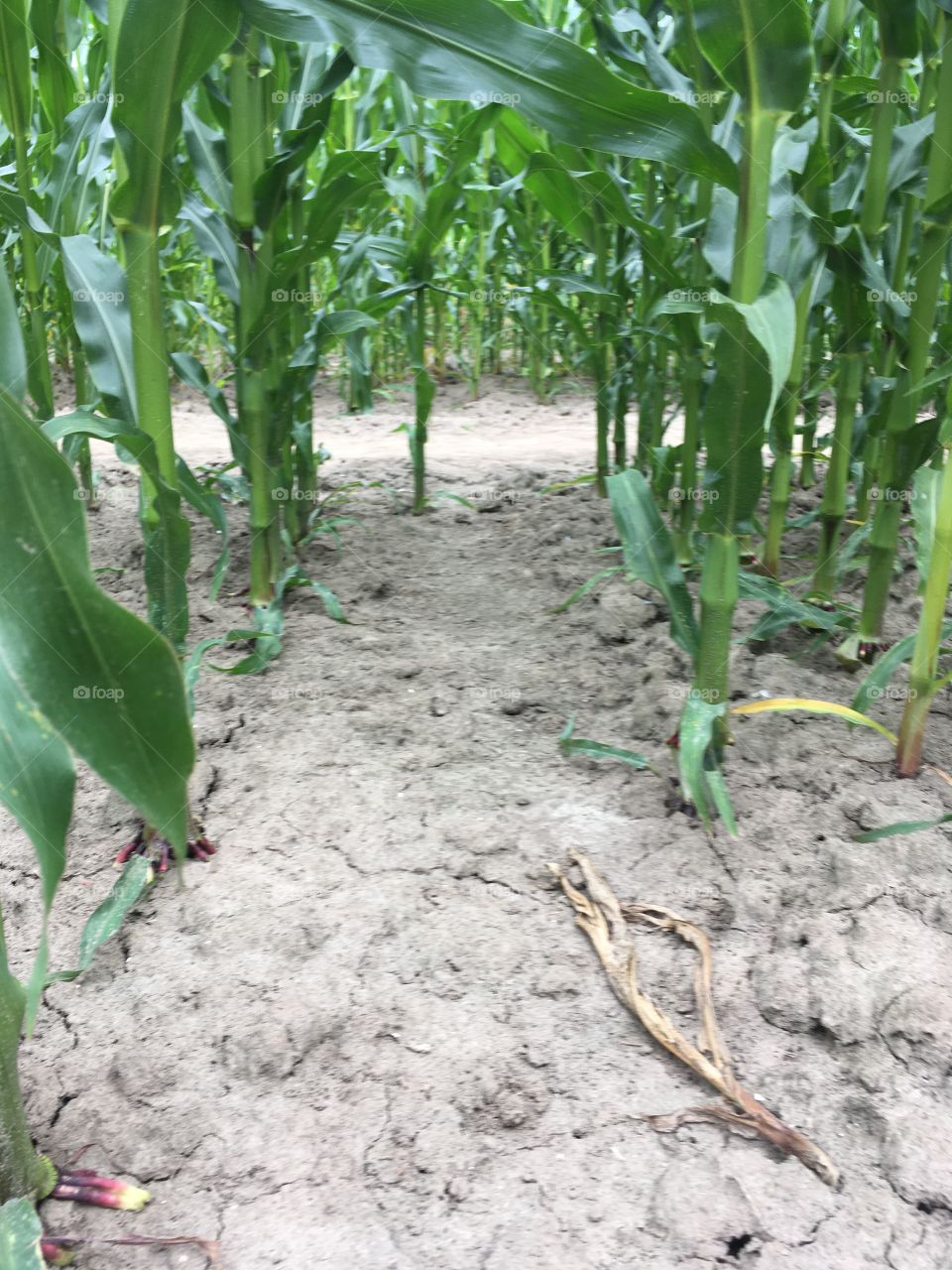 maize fields in the netherlands