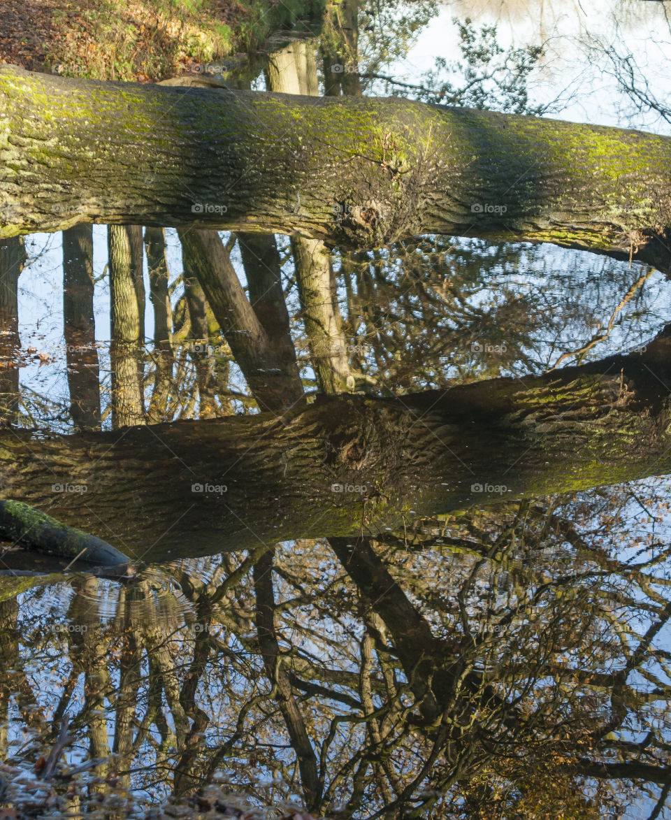 Reflection of a trunk