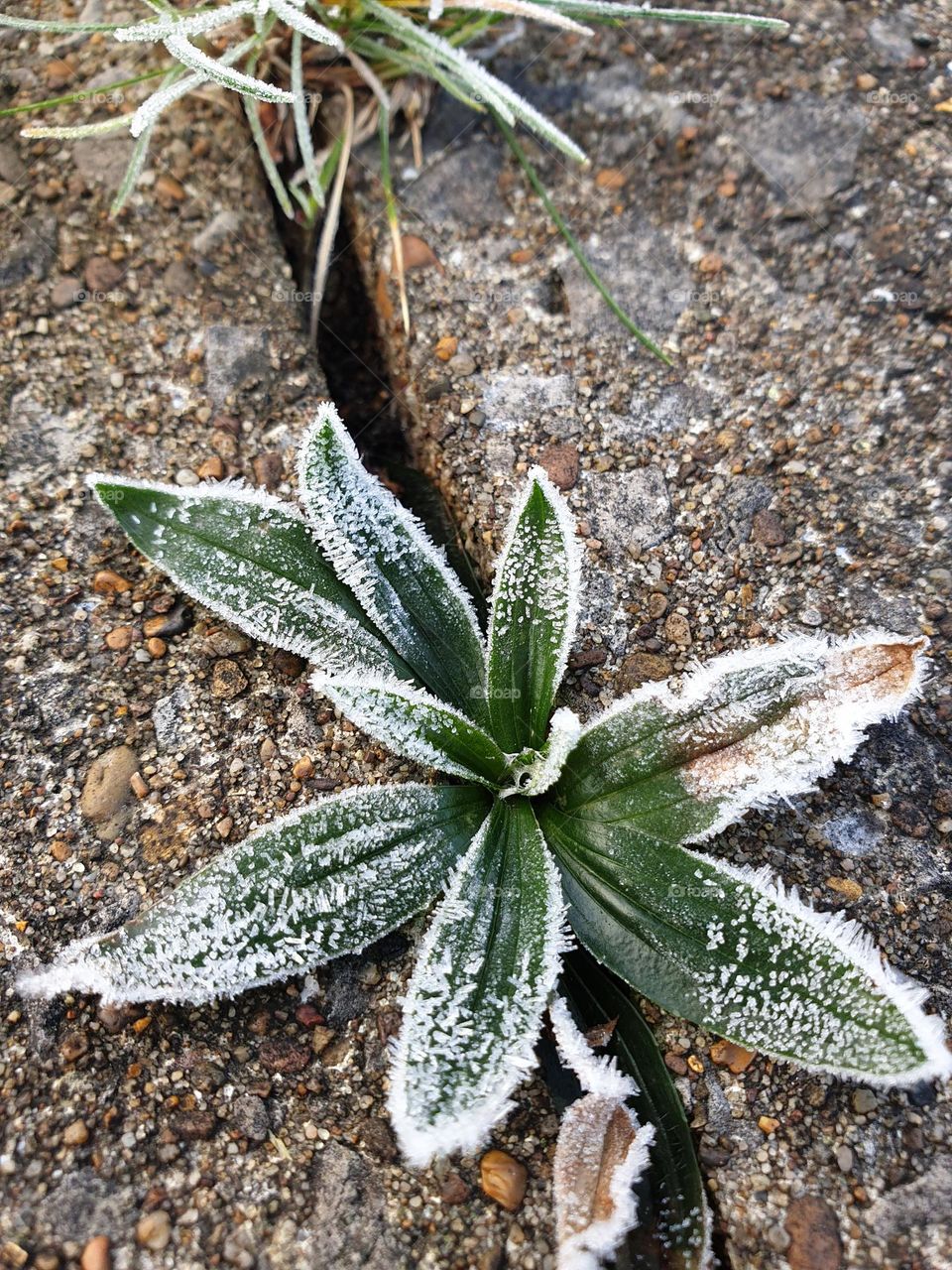 frost on plant growing in a crack