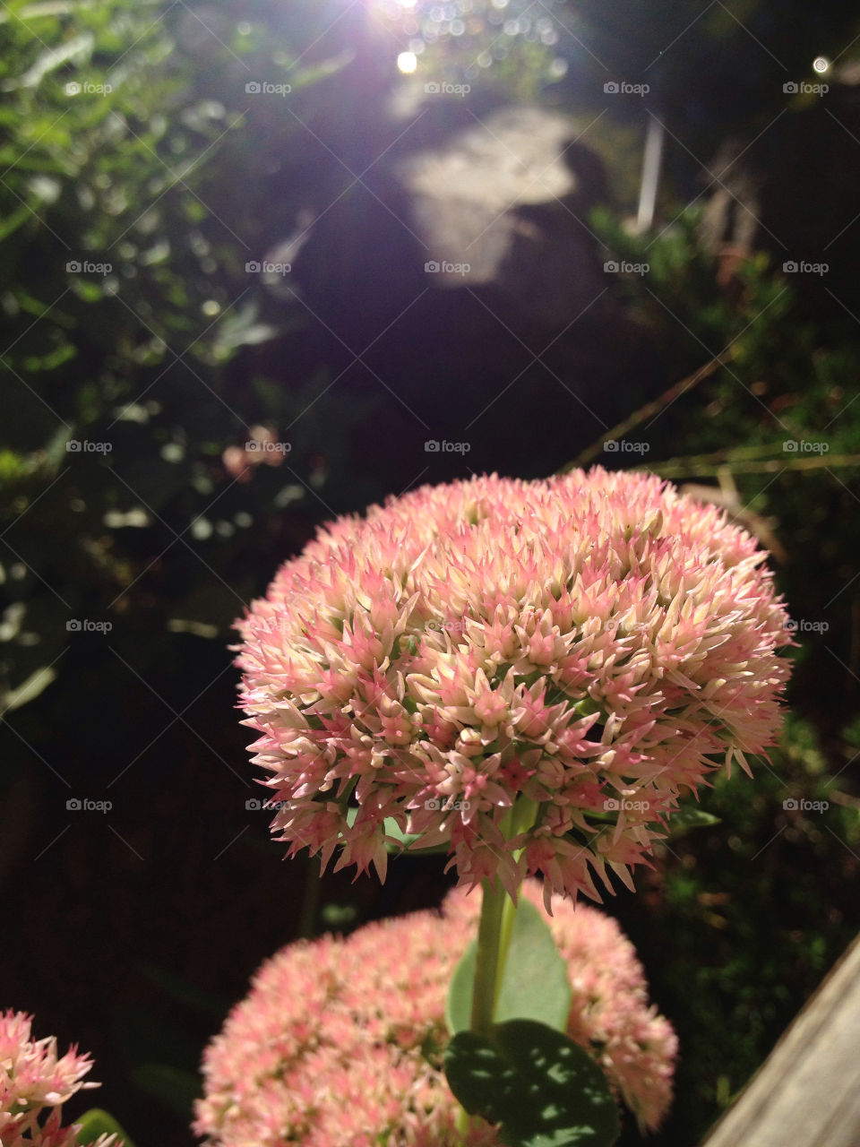 nature pink flower leaves by jmh